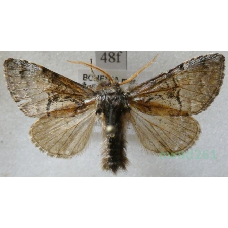 Colocasia coryli (Linnaeus, 1758) Połacica leszczynówka Czech48f